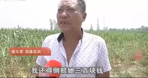 西瓜被偷倒赔偷瓜者300元,西瓜被偷瓜农却倒赔300给小偷