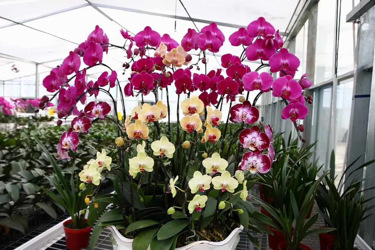 10月以后养什么花,这几种花省心省力养花新手看过来