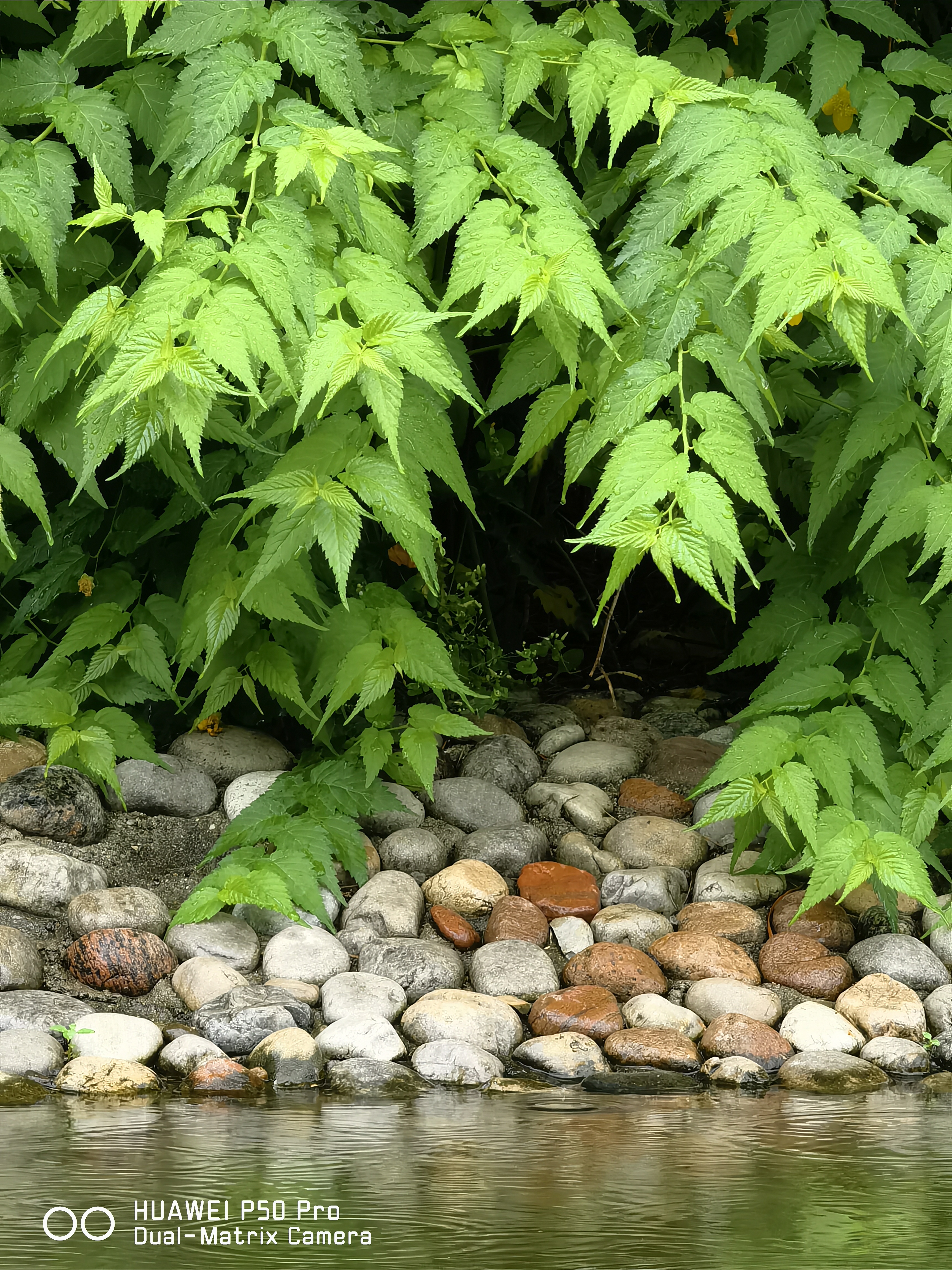 华为p50pro实测,华为p50pro变焦测试