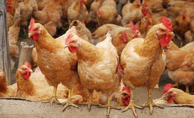 鸡小肠球虫最佳治疗方案,散养鸡怎样预防球虫