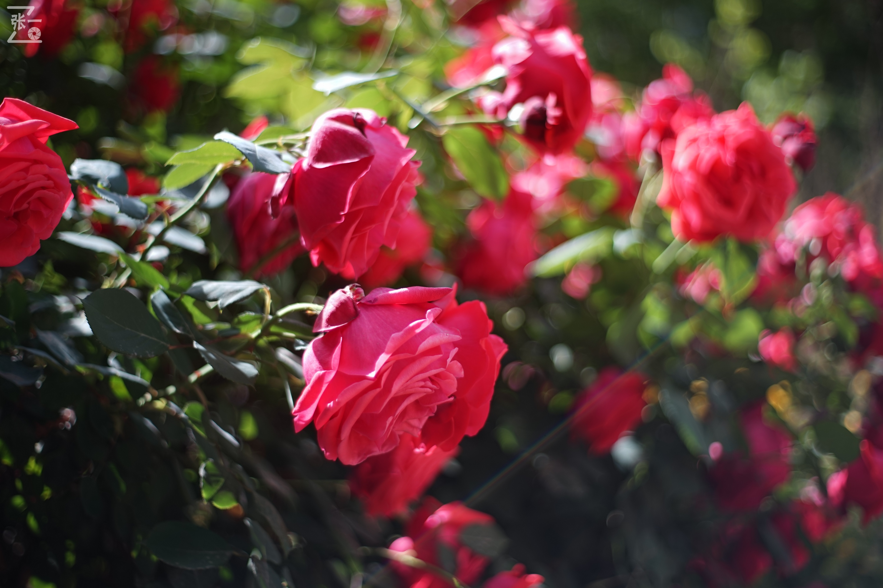 凤凰国产50mm镜头,凤凰索尼e口镜头