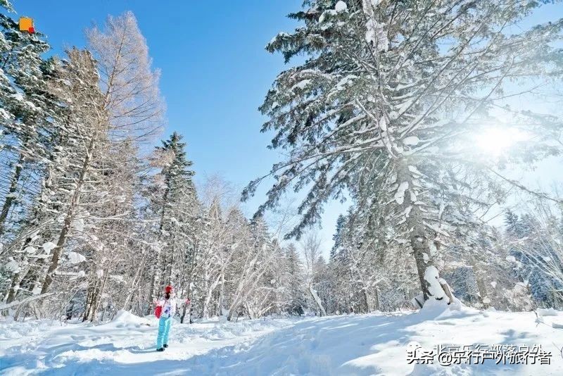 冬天漠河白桦林童话世界完整视频,冰雪大世界长白山雪乡六天五晚