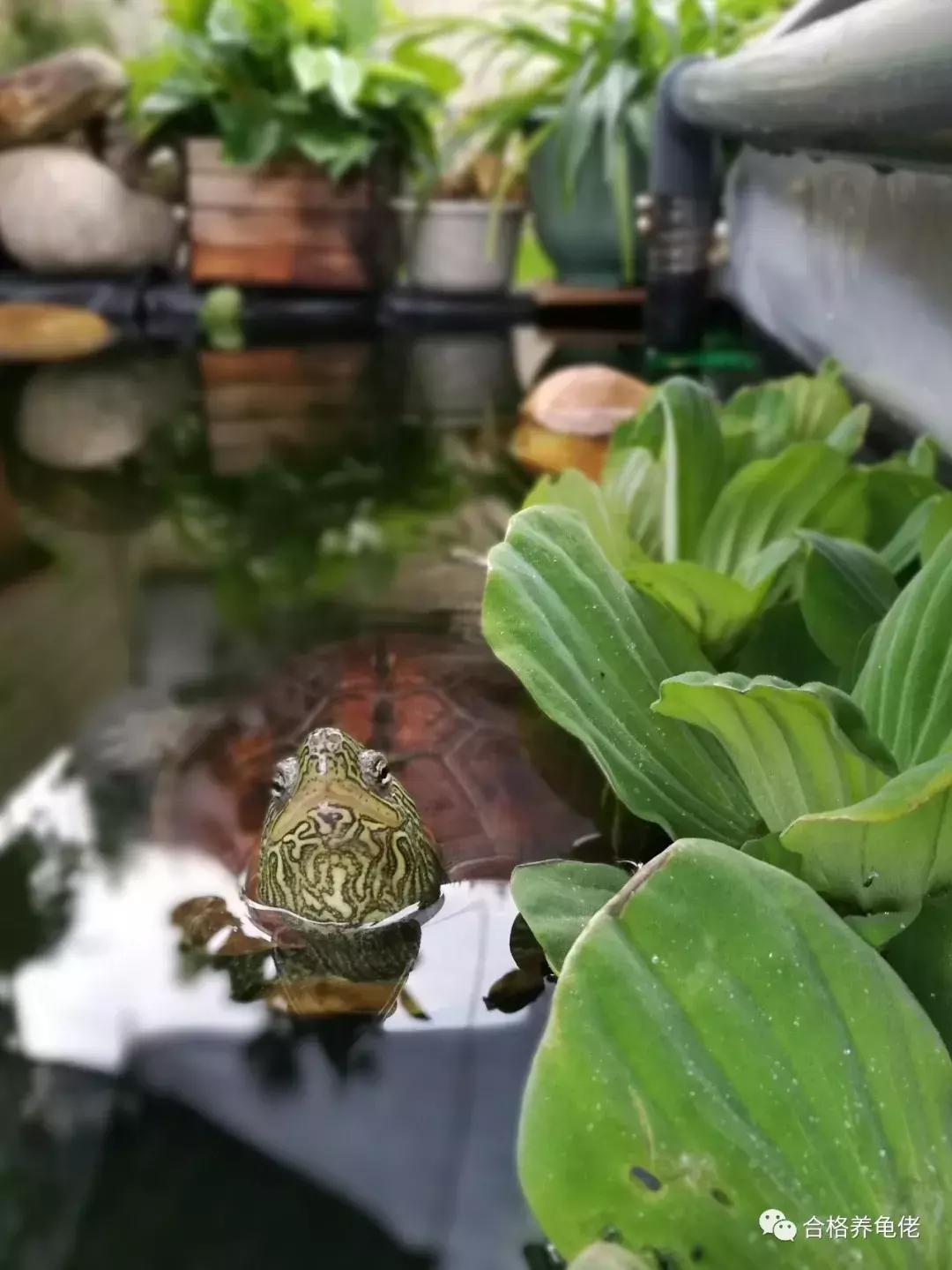 龟浮水的原因和治疗方法,治乌龟浮水最佳方法