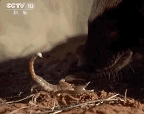 平头哥蜜獾照片,蜜獾平头哥动物科普