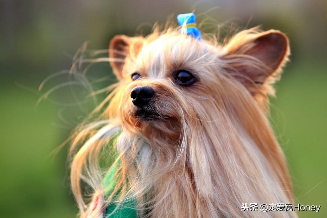 约克夏适合新手养狗吗,想养狗子又怕狗