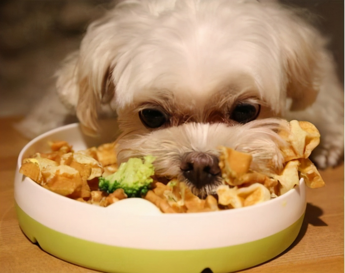 养狗老死什么预兆,家里养狗老死有什么说法