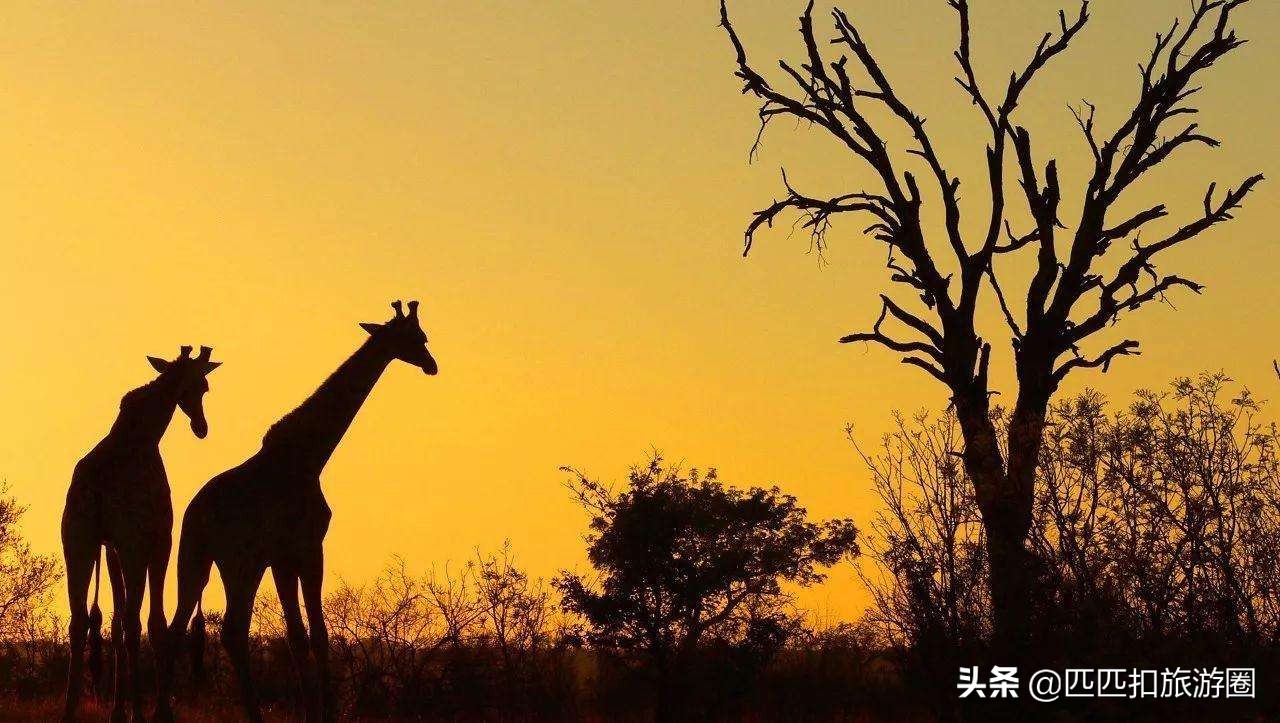 持美国签证去多米尼加是免签吗,美国签证免签日本吗