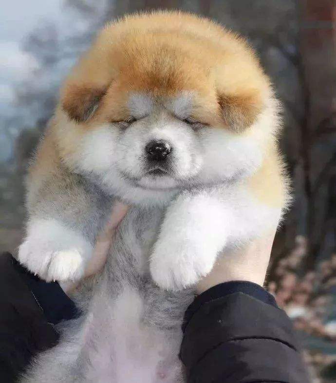 秋田柴犬和柯基哪个更倔,秋田柴犬和柯基的区别