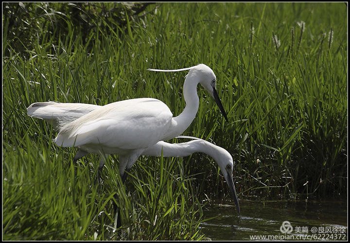 乡土田野的散文,乡土散文遥望麦田