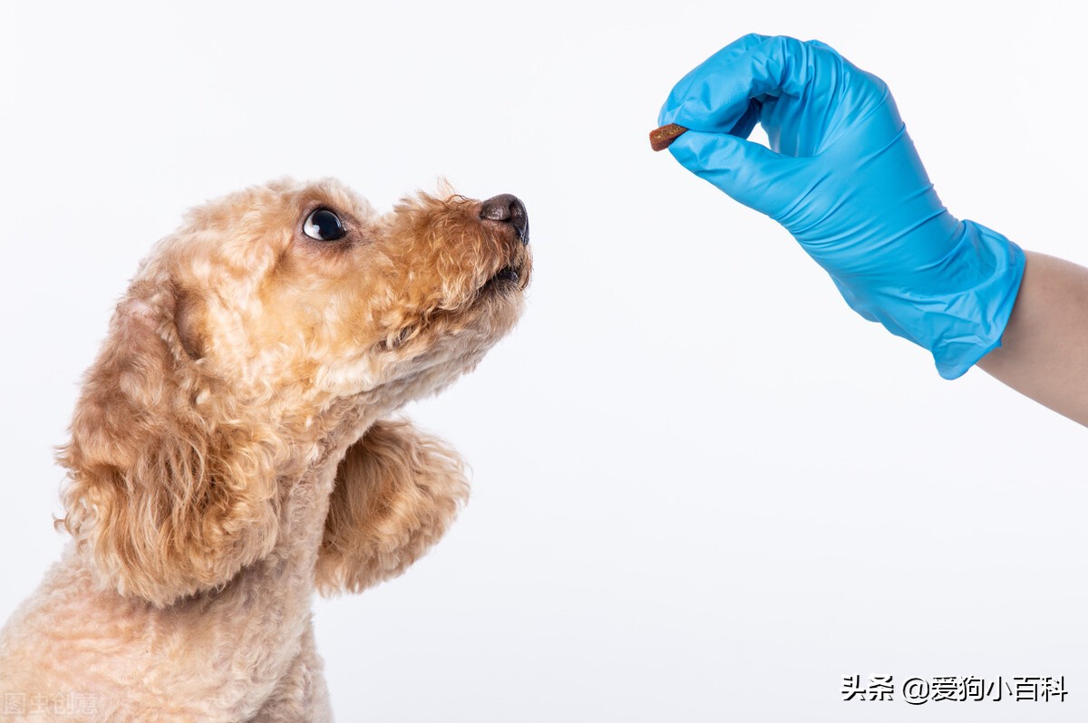 养一公一母泰迪要注意什么,怀孕养泰迪狗注意事项