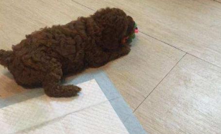 泰迪犬的十个冷知识,泰迪犬要面对的6大难题