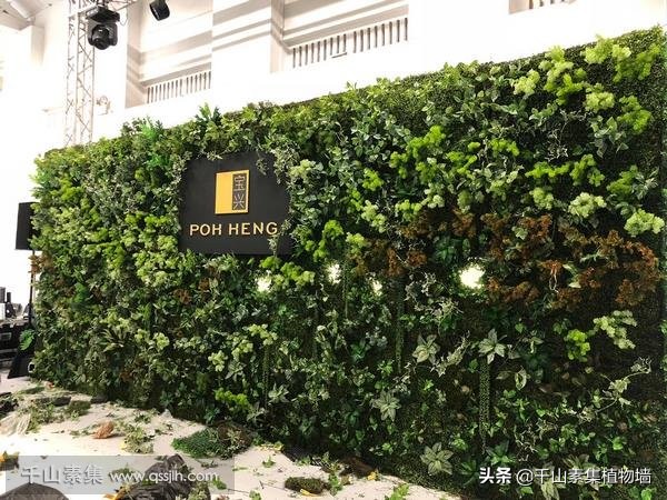 室内阳台种植物招财又旺宅,室内风水招财植物及图片