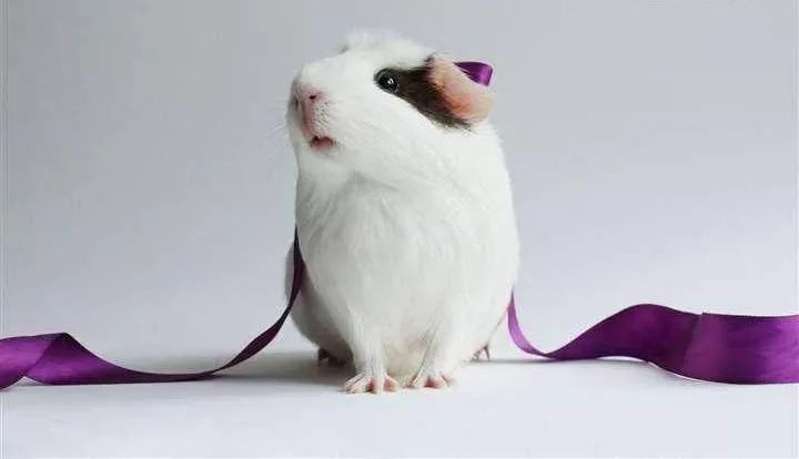 吃豚鼠、擦豚鼠、拿豚鼠通灵、把豚鼠当货币。豚鼠：我太难了