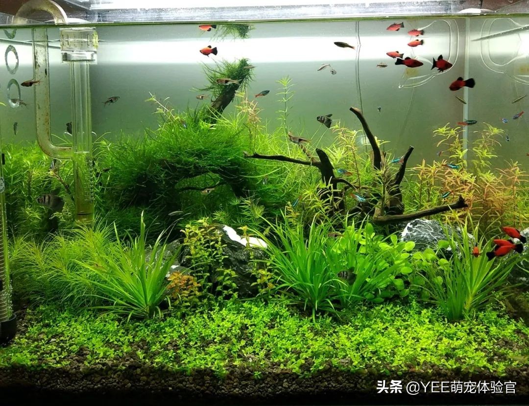 怎么去除黑毛藻和绿藻,除黑毛藻最好的办法