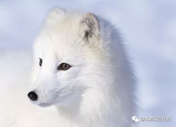 为救老公,玩激情视频赚钱,结果……