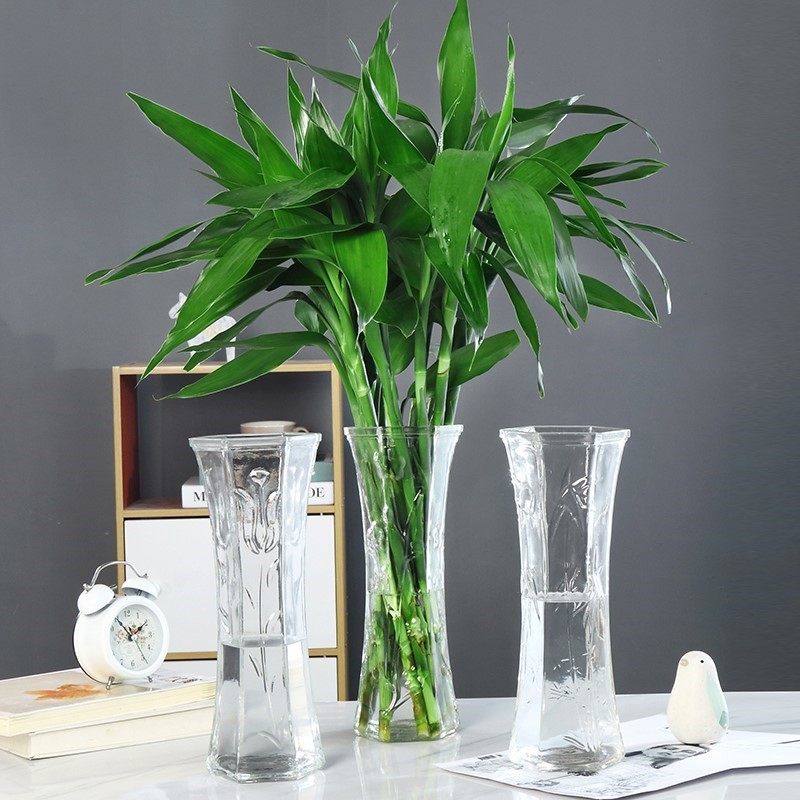 富贵竹爱黄叶、水发臭?“剪一刀”就解决了