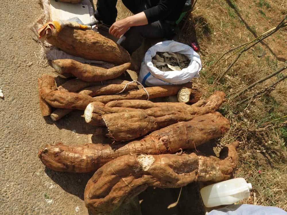 葛根在美国,葛根泛滥成灾