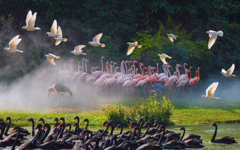 长隆飞鸟乐园拍鸟攻略,广州长隆飞鸟乐园可以摸哪些鸟