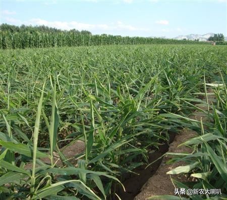 种植生姜及管理方法视频,生姜的种植方法及管理技术