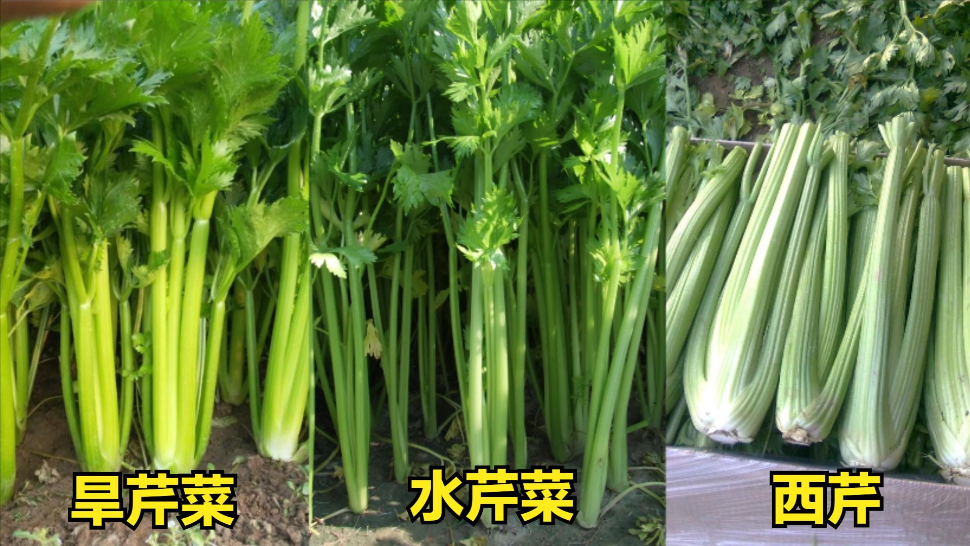 蔬菜中寄生虫的种类和危害,三种蔬菜防止寄生虫