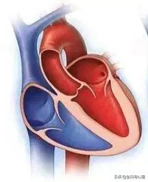 心脏说明书,这份通俗易懂的心脏说明书请收好