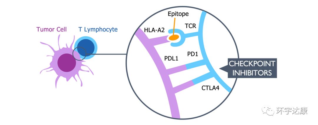 新型癌症疫苗问世对多种癌症有效,现在癌症疫苗都有哪些国家在发