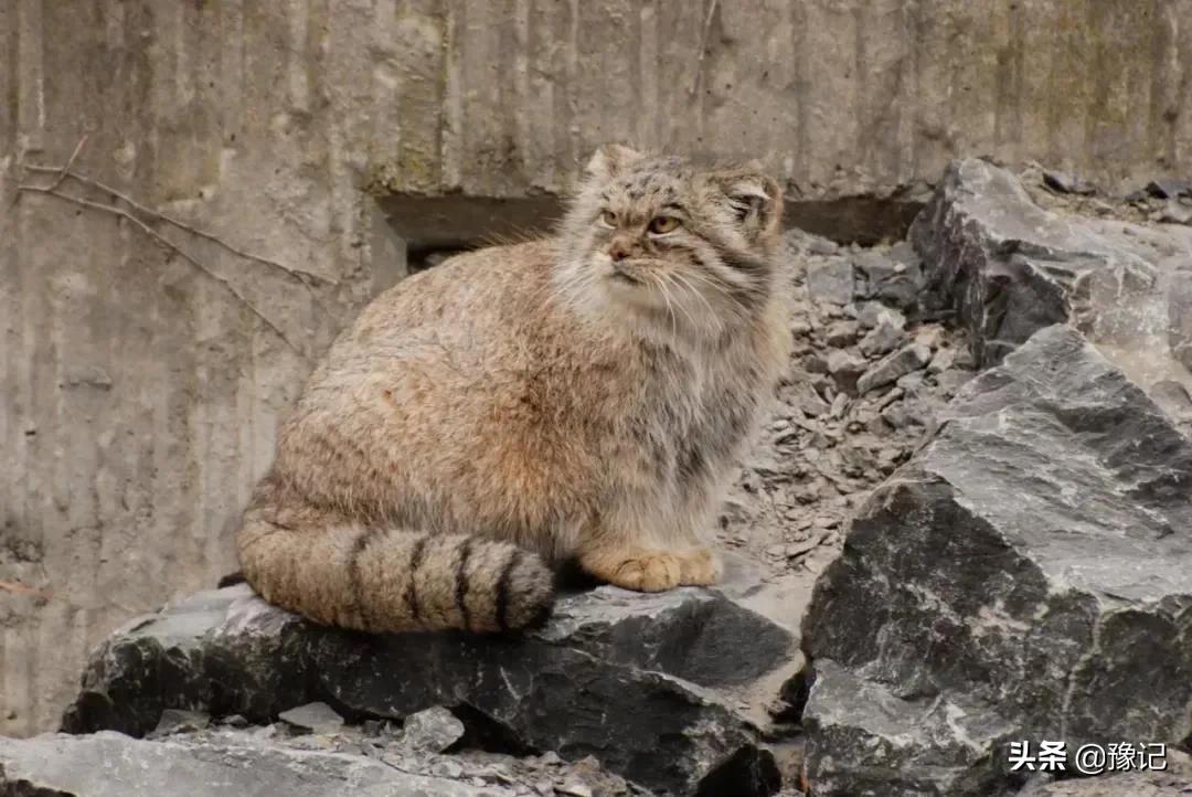 盘点你听不懂的河南方言,盘点25句经典的河南方言