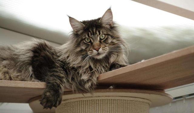 最适合12星座的猫咪,十二星座最配的猫是什么猫