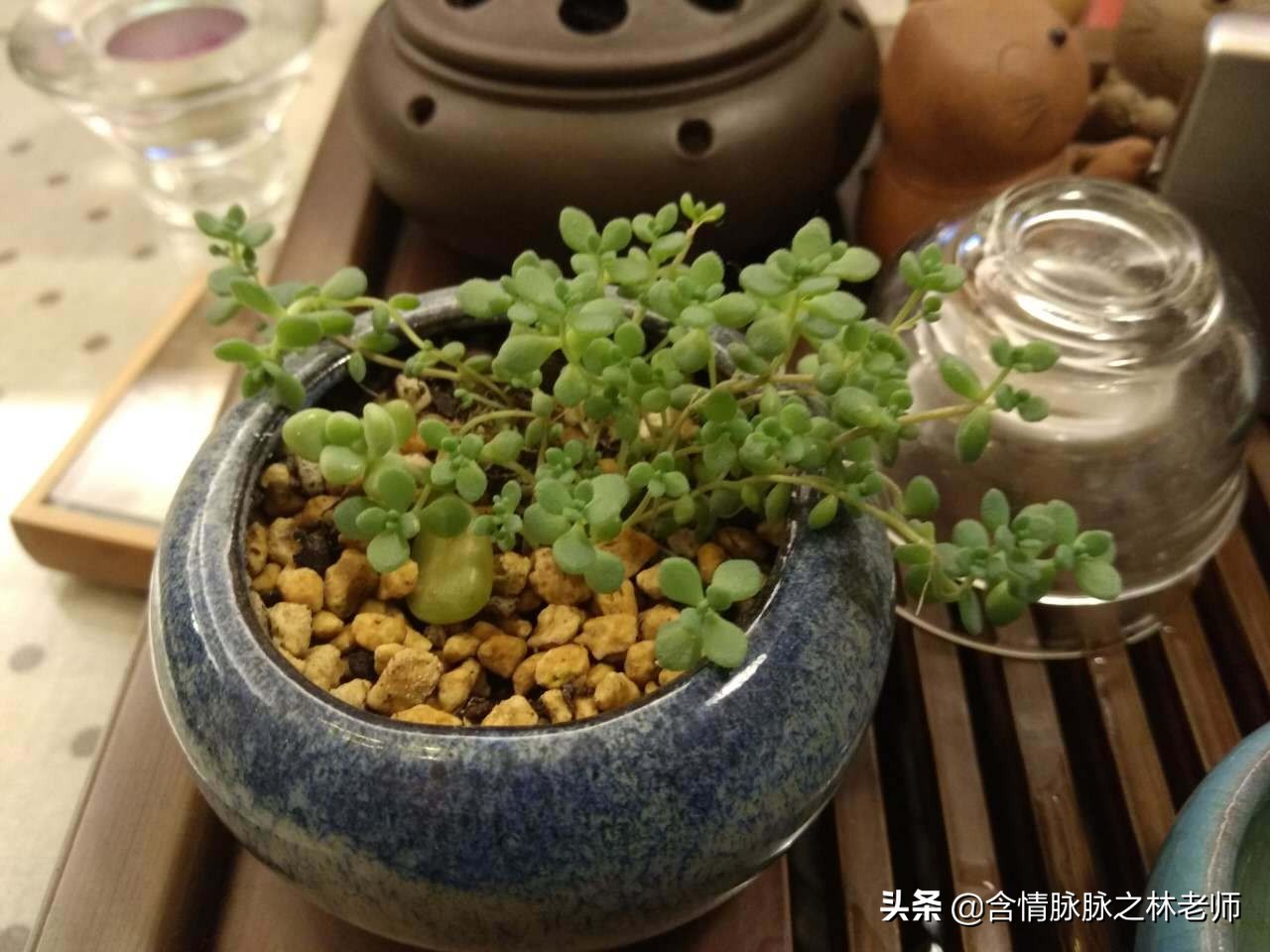 家里植物长得不好有什么说法,家里什么植物都养不好是什么原因