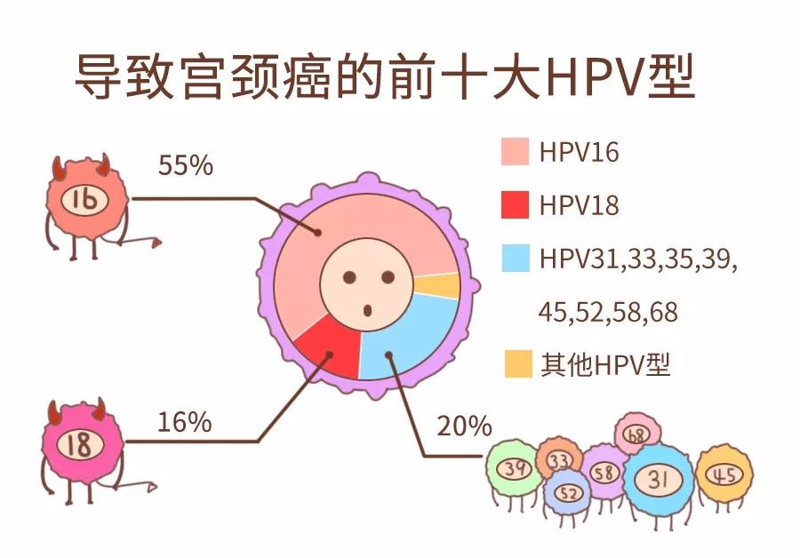 hpv感染临床指南,hpv感染与宫颈炎