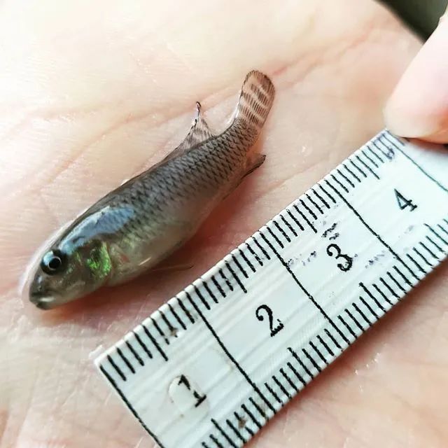 三湖慈鲷繁殖的条件,渔场繁殖三湖慈鲷