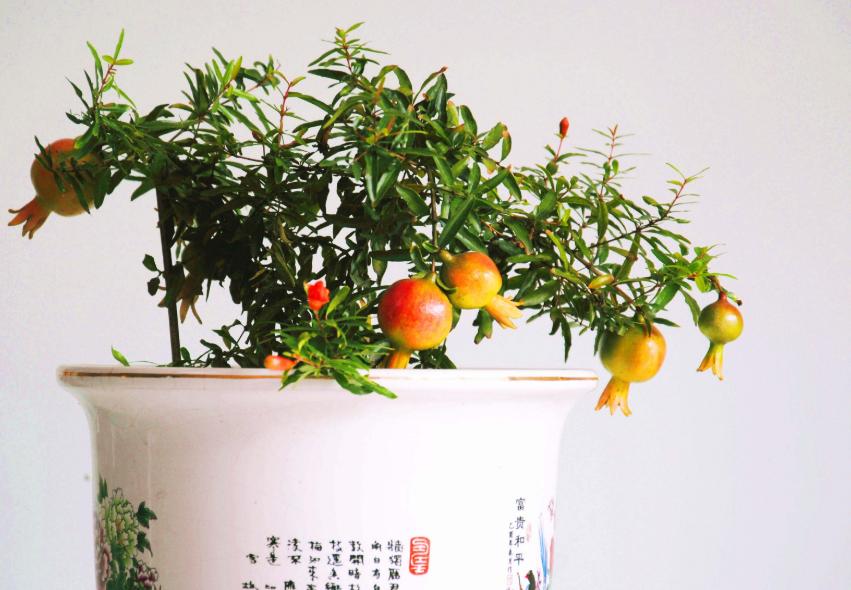 吃完的水果籽不要扔，自己栽种不到1年红花开满枝，2年结果就能吃