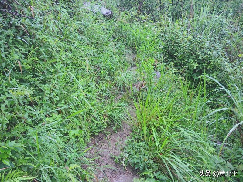 正安县何家山古道,贵州遵义安场古道