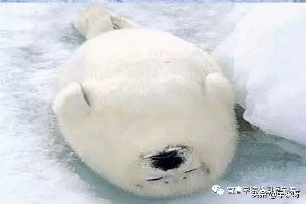 国际海豹日2022年海豹图片,国际海豹日是哪一天庆祝方式