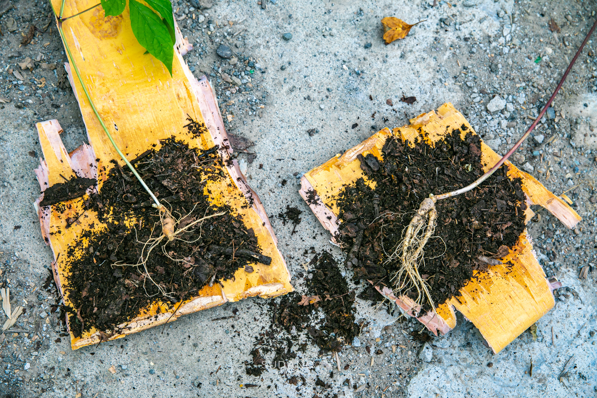 长白山百年野生人参为什么贵,长白山人参最好在哪里