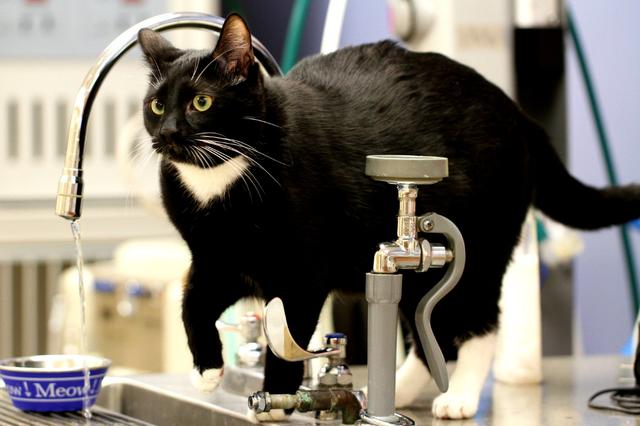 猫咪的尿液奇臭无比?那可能它的这项能力很厉害