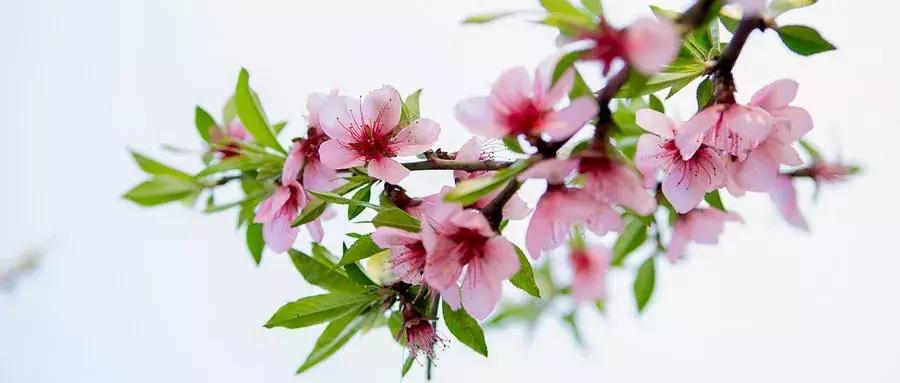 世间最风雅的茶,人生雅趣莫过于诗酒花茶