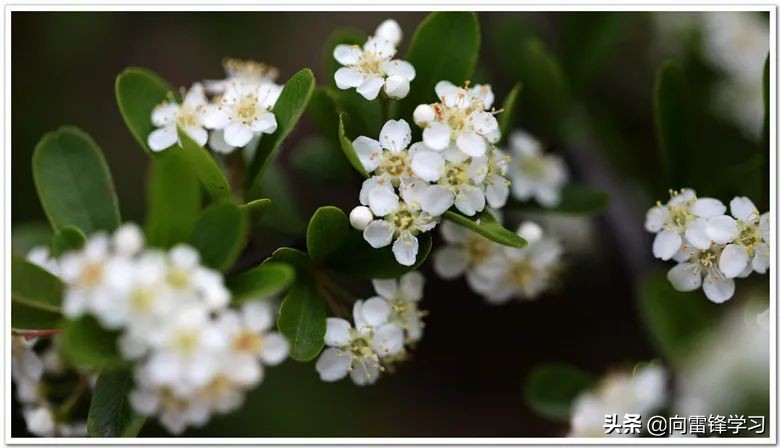 无花无酒过清明,无花无酒过清明诗歌