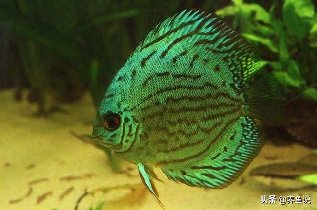 什么观赏鱼最好养又存活率高,观赏鱼分为哪四类