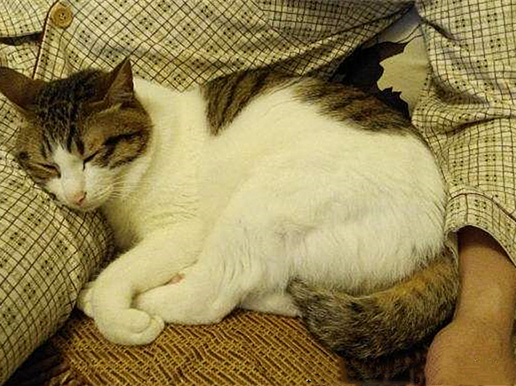 猫毛会引起过敏？唾液、皮屑才是根源，铲屎官需做好三点预防措施