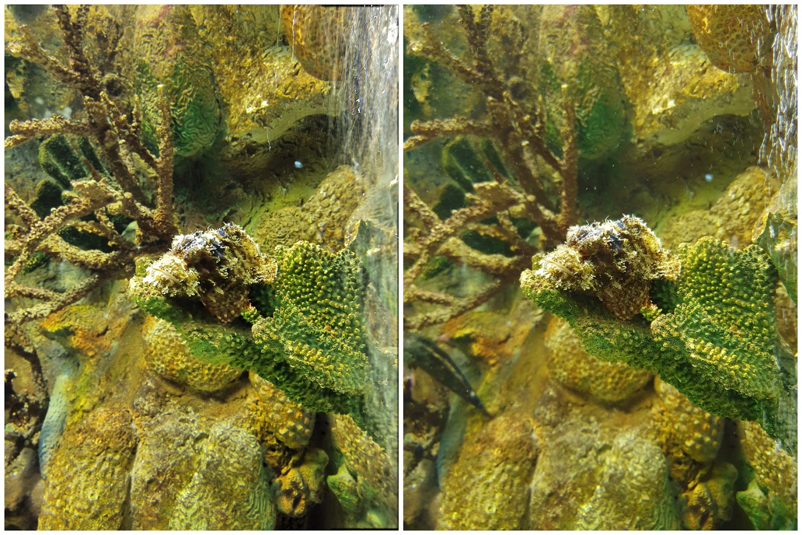 索尼xperia5ii拍照,索尼xperia5ii主摄