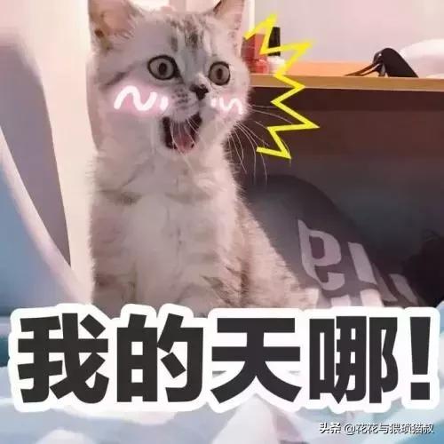 如何防止猫咪在床上乱拉乱尿,猫咪已经绝育喜欢乱尿怎么办