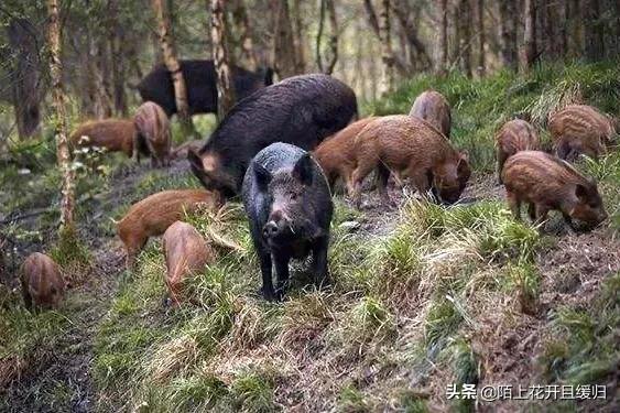 野猪下山拱地视频,野猪下山偷袭人