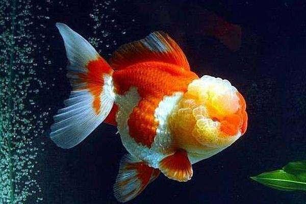 冷水观赏鱼养什么合适,如何把冷水鱼养好