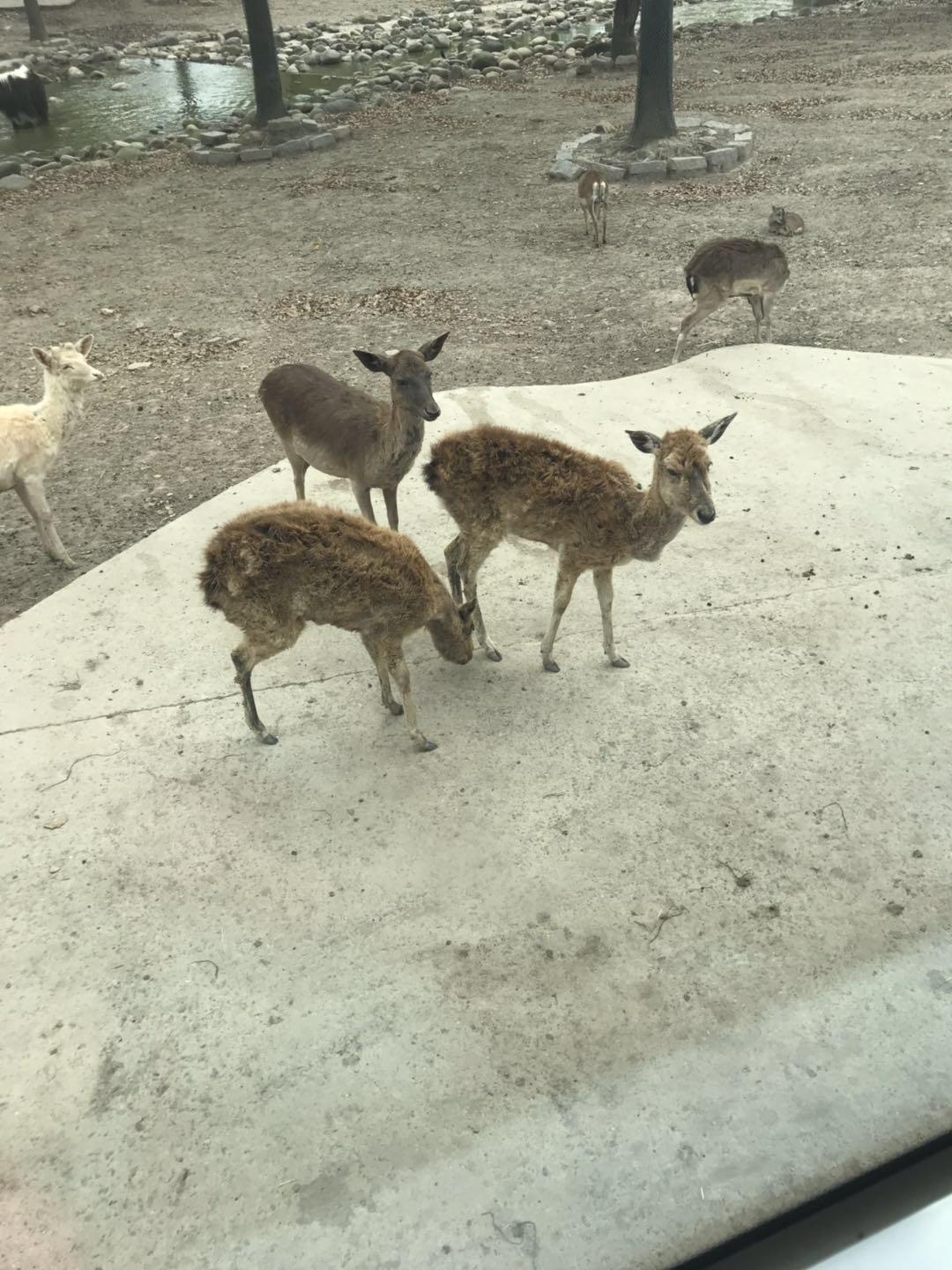 上海野生动物园太阳广场节目安排,上海野生动物园建议游玩时间