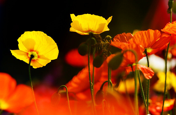 八字伤官官星两旺会发生什么,八字中伤官有什么特征