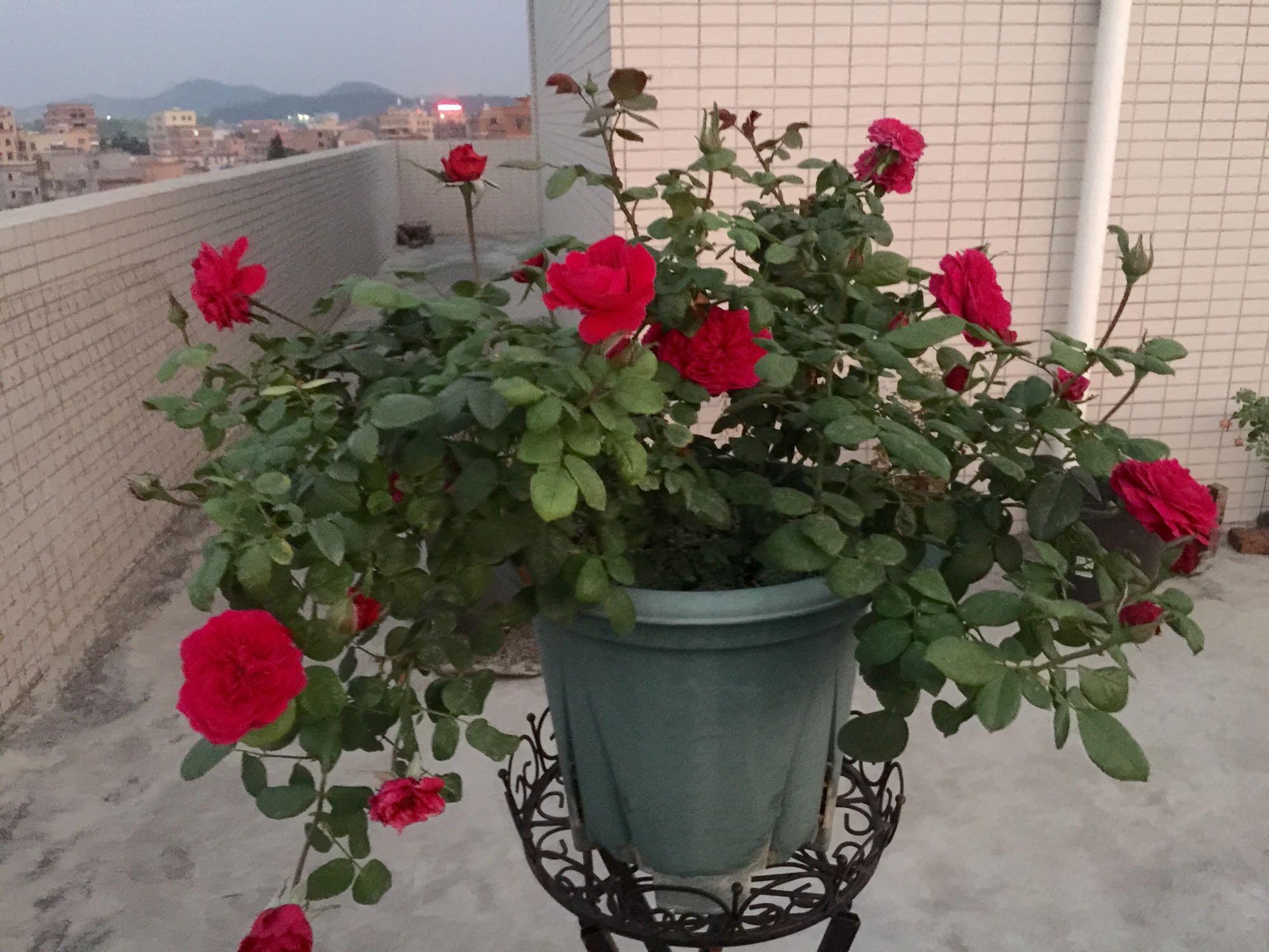 皇家胭脂和真彩230月季哪个好看,皇家胭脂月季花盆栽