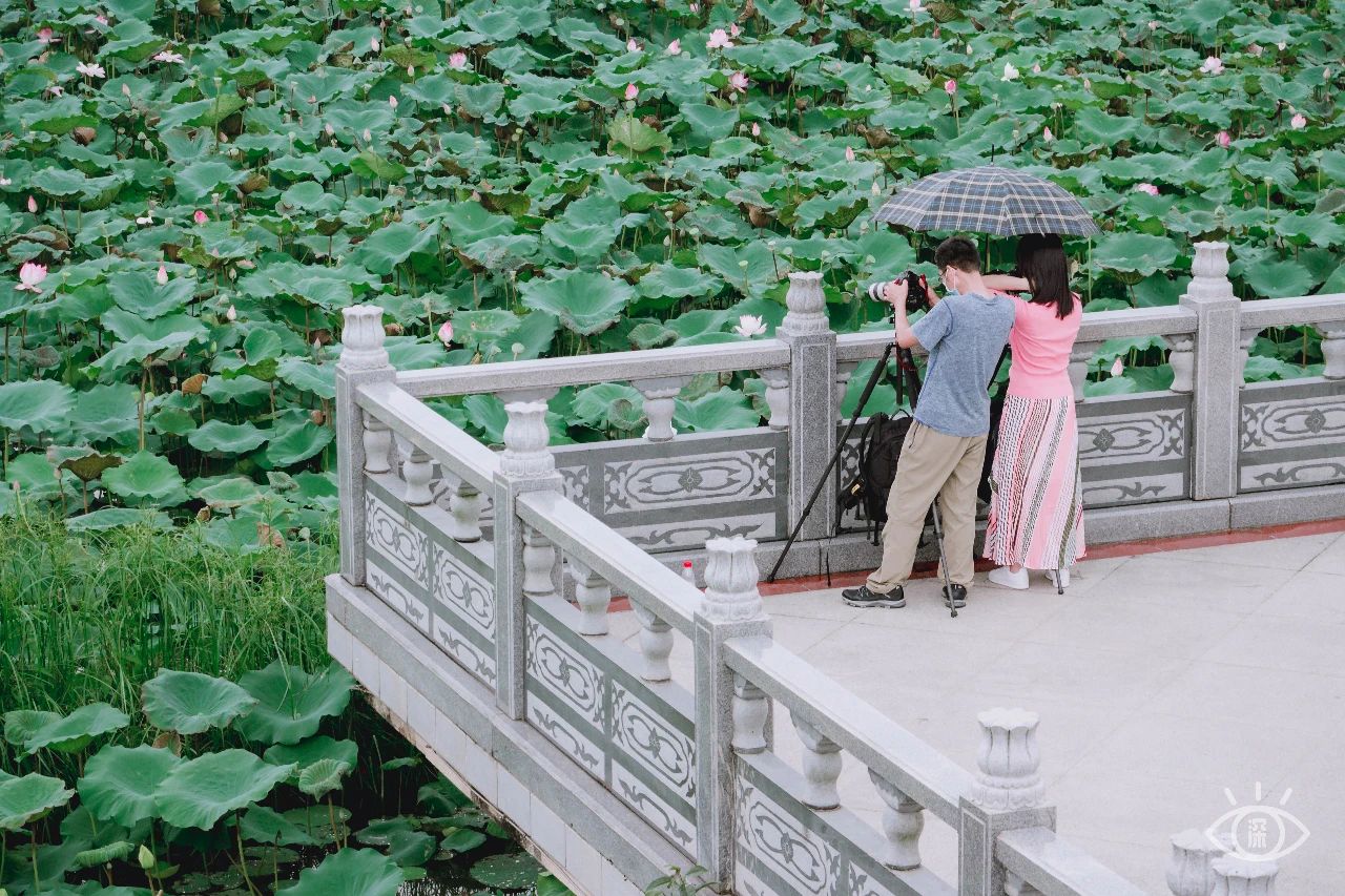 深圳洪湖公园7月18号还有荷花吗,深圳洪湖公园现在有荷花开吗