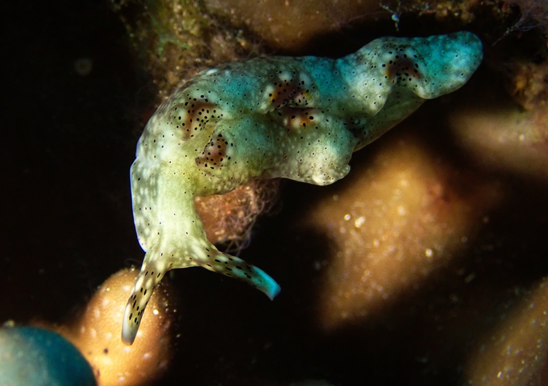 稀有海兔,最稀少的海兔