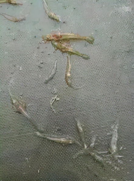 养殖户容易犯什么病,对虾养殖白便分析与处理